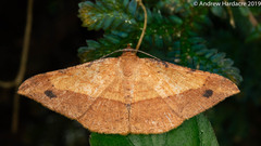 Pseudonadagara semicolor