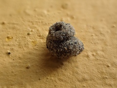 Apterona helicoidella