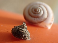 Apterona helicoidella