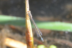 Ischnura damula
