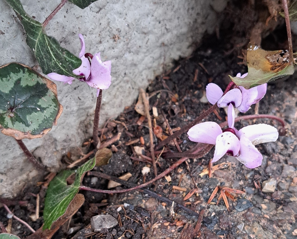 Eastern Sowbread from 80639 München-Neuhausen-Nymphenburg, Deutschland ...