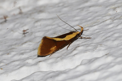 Harpella forficella