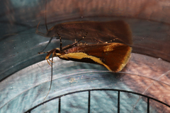 Harpella forficella