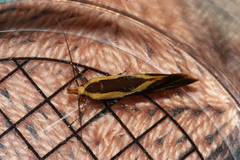 Harpella forficella