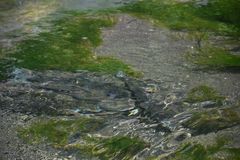 Oncorhynchus gorbuscha