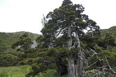 Juniperus squamata