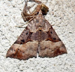 Hypena edictalis