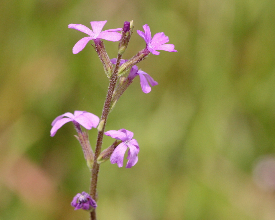 Buchnera floridana