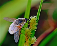 Systoechus candidulus