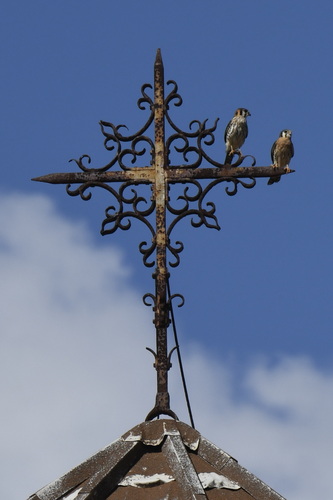 American Kestrel photographed in Saint Kitts and Nevis