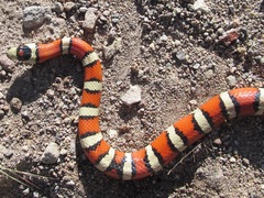 Lampropeltis knoblochi