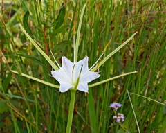 Hymenocallis palmeri