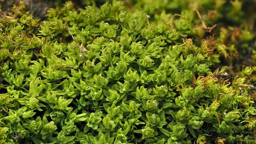 Dialytrichia mucronata observed 2025-03-14