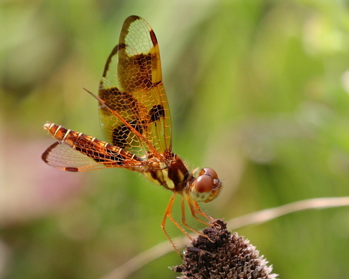 Eastern Amberwing, photo 4 of 8