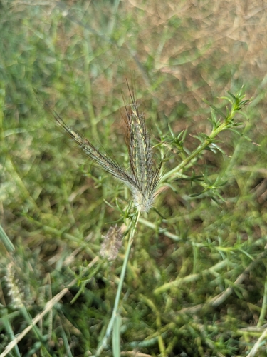 Image of Dichanthium sericeum by no rights reserved