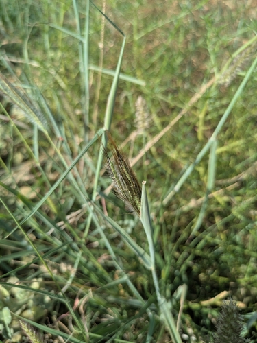 Image of Dichanthium sericeum by no rights reserved