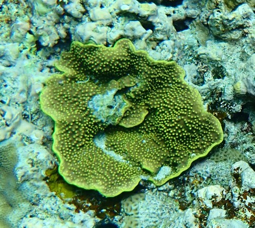 Photo of Yellow scroll coral (Turbinaria reniformis)