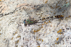 Erpetogomphus lampropeltis