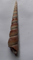 Turritella