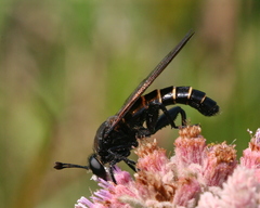 Mydidae