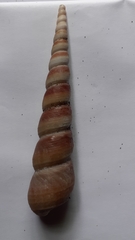 Turritella