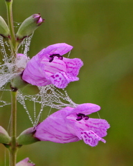 Physostegia purpurea