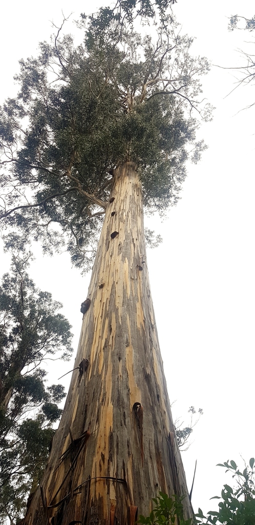 Silver-blue juvenile eucalyptus foliage