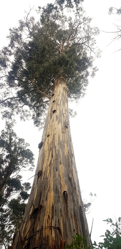 Eucalyptus globulus iNat (2)