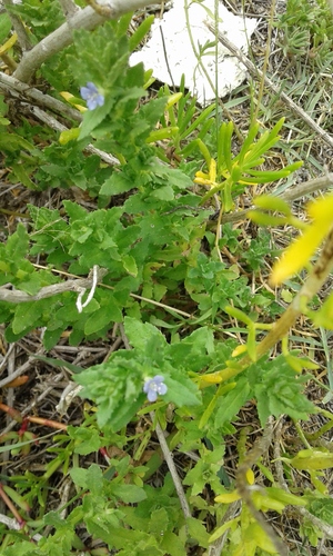 Obeah Bush (Stemodia maritima)