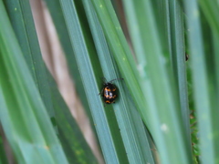 Gallerucida bifasciata