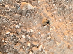 Dasymutilla magna