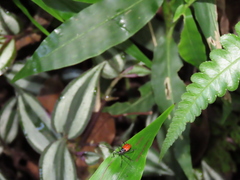 Paradasynus spinosus
