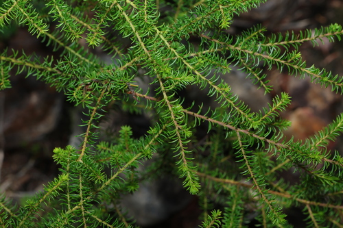 Image of Acacia brunioides by (c) Greg Tasney, some rights reserved (CC BY-SA)