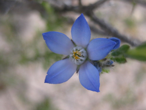Image of Philotheca Nodiflora (Philotheca nodiflora) by (c) Andrew Thornhill, some rights reserved (CC BY)