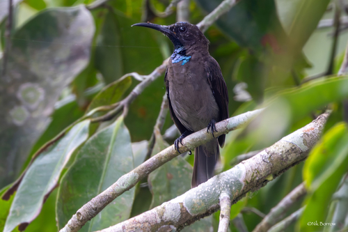 iNaturalist image