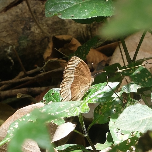 Funereal Bush Brown