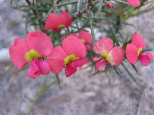 Image of Needle-Leaved Chorizema (Chorizema aciculare) by (c) Andrew Thornhill, some rights reserved (CC BY)