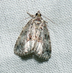 Hyperstrotia pervertens