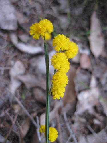 Acacia applanata (Acacia applanata)