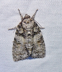 Acronicta modica