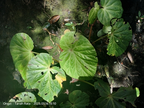 Begonia venusta