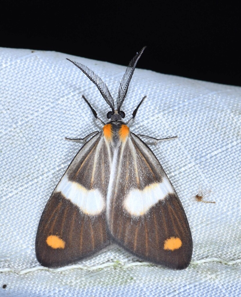 Nebulosa erymas