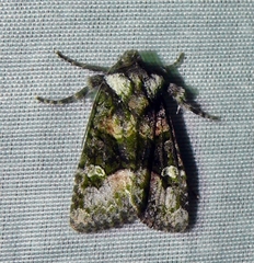 Lacinipolia olivacea