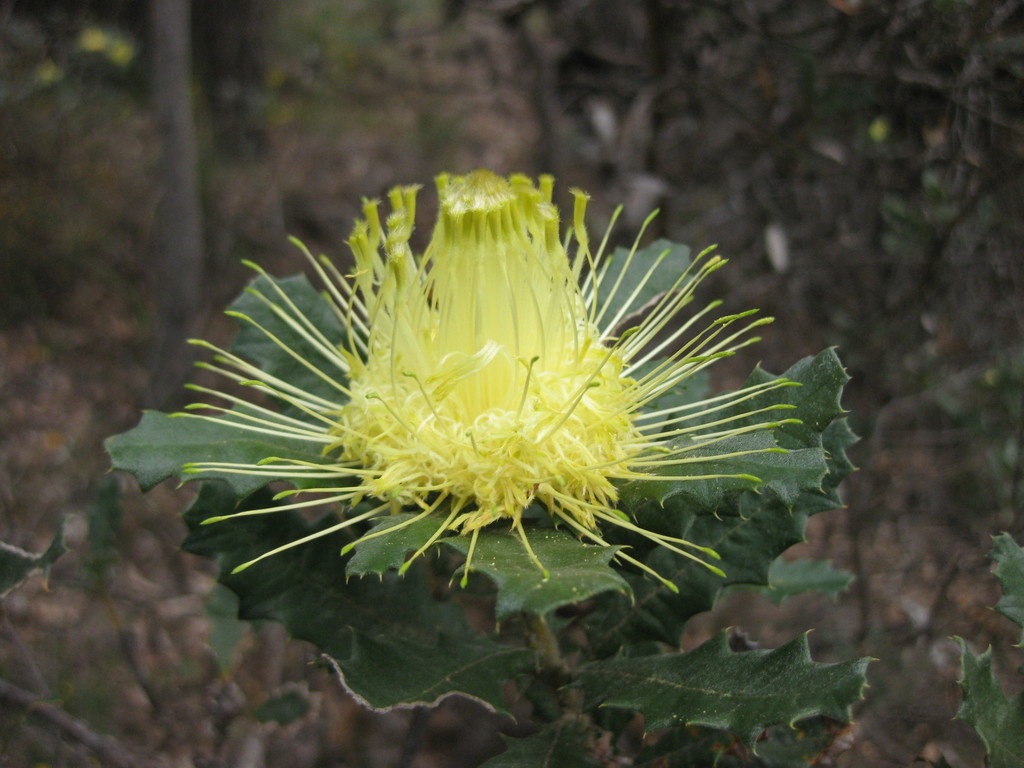 Urchin Dryandra