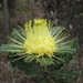 Urchin Dryandra - Photo (c) Andrew Thornhill, some rights reserved (CC BY), uploaded by Andrew Thornhill