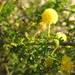 Acacia lasiocarpa - Photo (c) Andrew Thornhill,  זכויות יוצרים חלקיות (CC BY), הועלה על ידי Andrew Thornhill