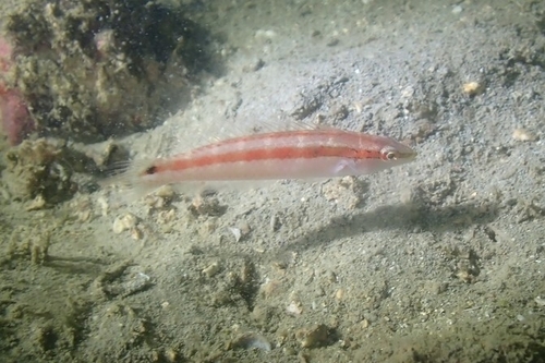 Slender wrasse (Suezichthys gracilis) — Labridae