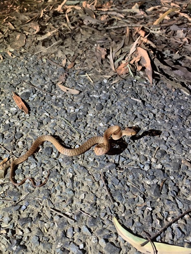 Brown Tree Snake sighting