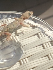 Mediodactylus danilewskii