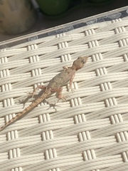 Mediodactylus danilewskii